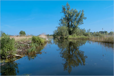 Reflection of trees in lake against blue sky