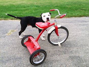 Dog on grass