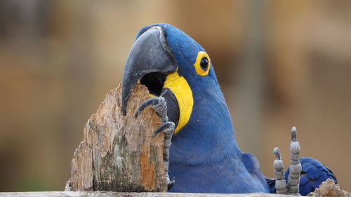 Close-up of parrot perching on wood