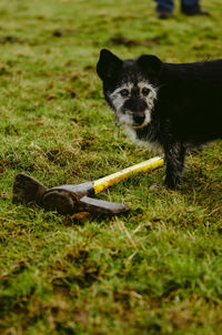 Portrait of dog on field