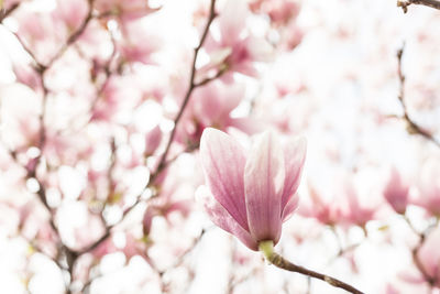 Close-up of pink cherry blossoms in spring