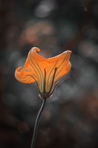 Close-up of orange flower