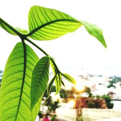 Close-up of leaves