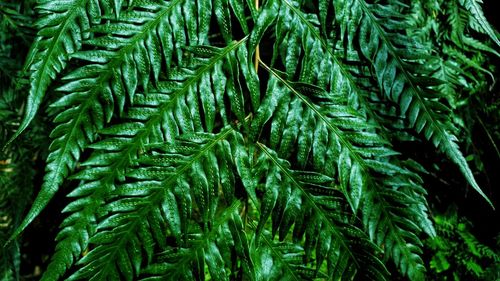 Full frame shot of pine tree