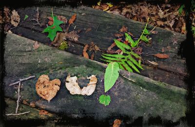 Close-up of leaves on wall