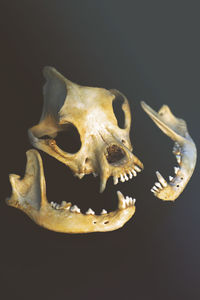 Close-up of animal skull