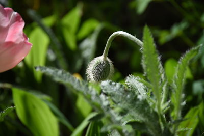 Close-up of flowering plant