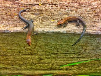 Close-up of lizard on metal