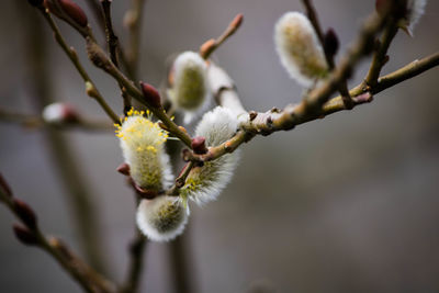 Close-up of flower buds on branch