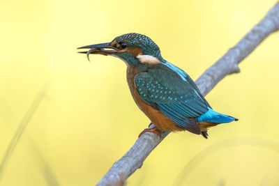 Close-up of kingfisher perching on branch