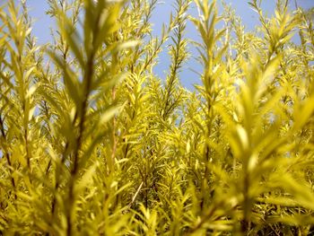 Close-up of plants growing on field against clear sky