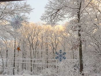 Bare trees on field