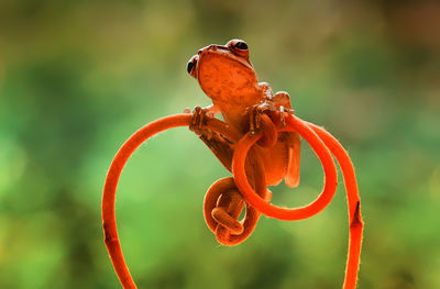 Close-up of frog relaxing on tendril