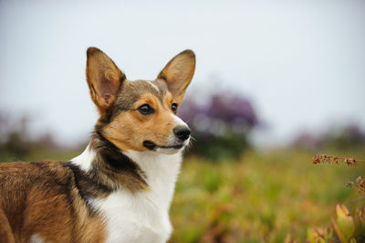 Pembroke welsh corgi standing on field