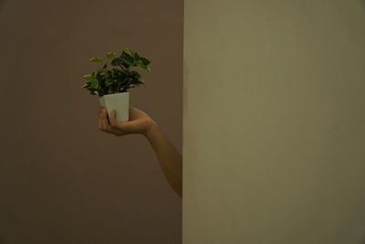 Midsection of person holding plant against gray background