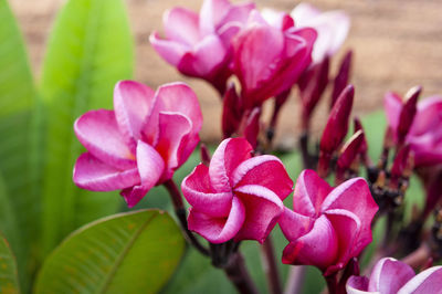 Close-up of pink flowering plant