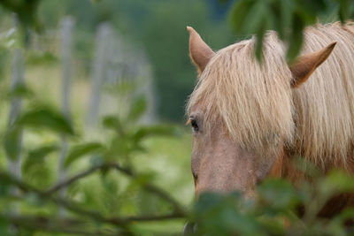 Close-up of a horse