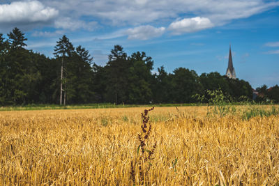 Crops growing on field against sky