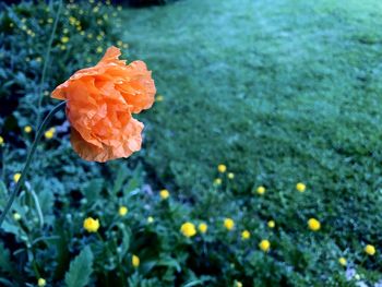 Close-up of orange rose flower