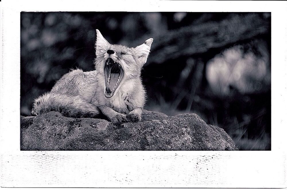 animal themes, one animal, transfer print, wildlife, auto post production filter, mammal, animals in the wild, domestic cat, sitting, feline, relaxation, outdoors, day, close-up, pets, cat, selective focus, nature, no people, resting