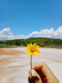 Close-up of hand holding yellow flowering plant