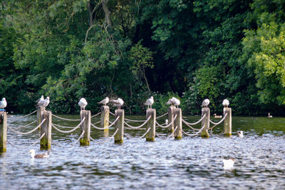 Birds on lake against trees