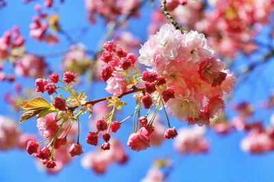 Close-up of cherry blossoms