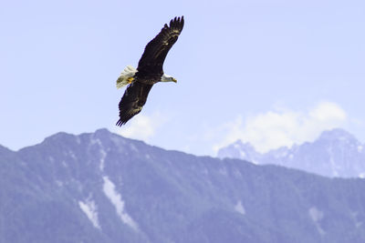 Low angle view of eagle flying in mountains