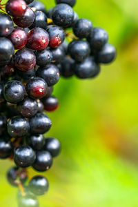 Close-up of grapes growing on plant