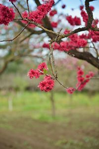 Close-up of pink flowers on tree