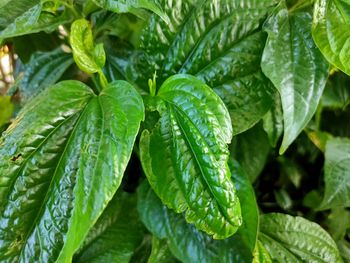Close-up of wet plant leaves