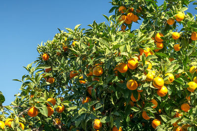 Low angle view of orange fruits on tree against sky