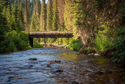 Bridge over river in forest