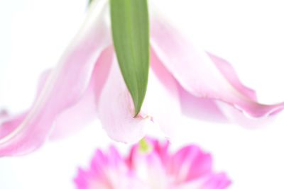 Close-up of pink flowers blooming outdoors