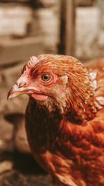 A photo of a red hen taken in early spring