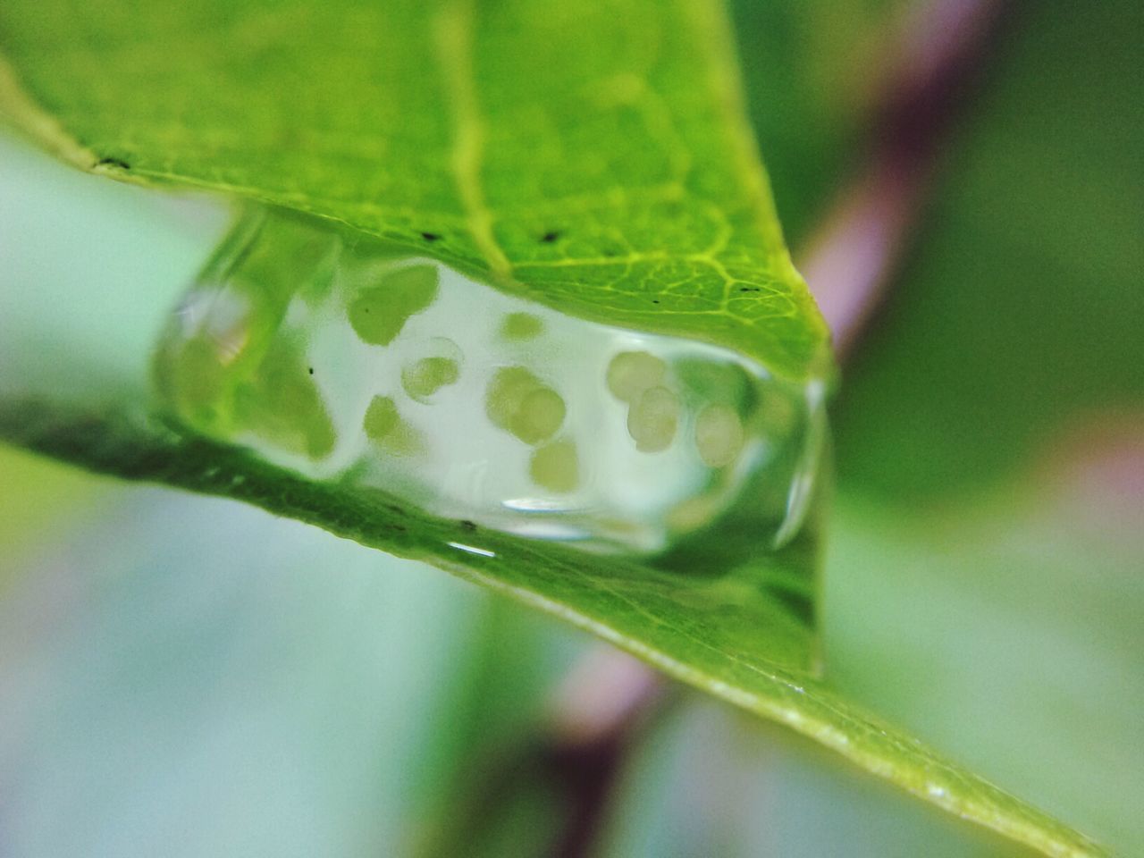 close-up, leaf, green color, focus on foreground, drop, water, freshness, growth, plant, selective focus, nature, wet, fragility, beauty in nature, green, dew, no people, purity, day, stem