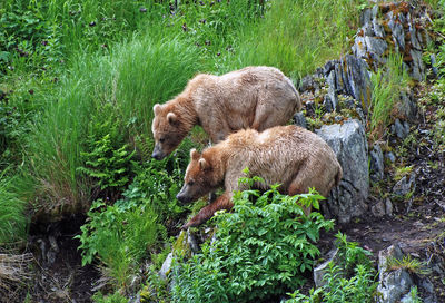 These two young bears are staying together to fend off a larger male on kodiak island.