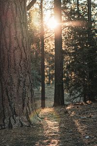 Sunlight streaming through trees in forest