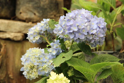 Close-up of white hydrangea flowers
