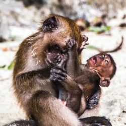 Close-up of monkey