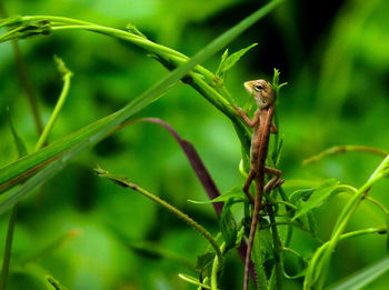 Close-up of insect on plant