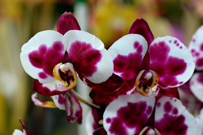 Close-up of pink orchids