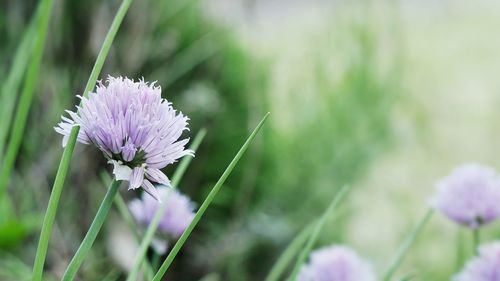 Close-up of purple flower