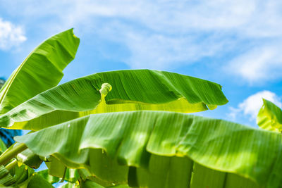 Close-up of green leaves on plant against sky