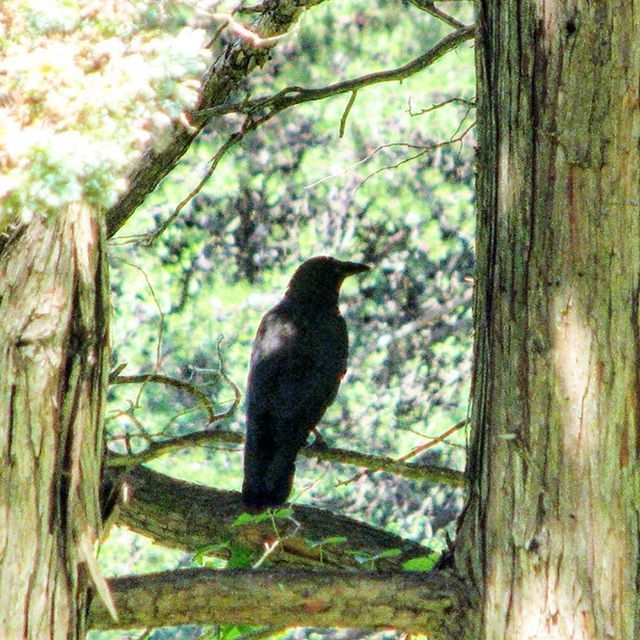 animal themes, animals in the wild, one animal, wildlife, tree, tree trunk, bird, branch, forest, nature, perching, wood - material, full length, focus on foreground, day, outdoors, no people, side view, beauty in nature, sitting