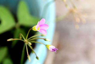 Close-up of pink flowers