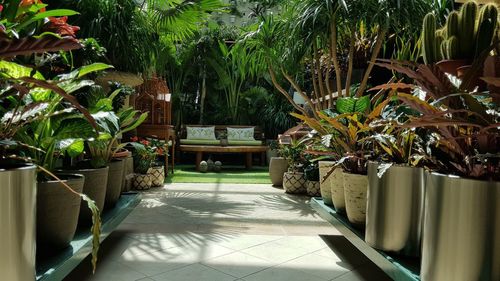 Palm trees by plants in hotel