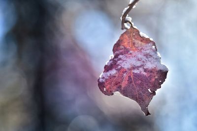 Close-up of dry leaf on tree during autumn