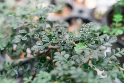 Close-up of plant