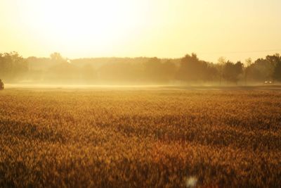 Scenic view of agricultural field against sky during sunset